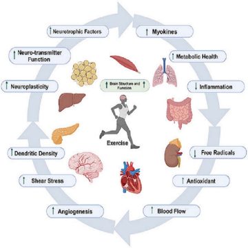 A intensidade do exercício importa: uma revisão sobre a avaliação dos efeitos da intensidade do exercício aeróbico nas miocinas neuroprotetoras derivadas do músculo.